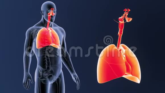 呼吸系统和心脏放大与骨架体视频的预览图