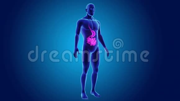 胃和小肠与身体视频的预览图