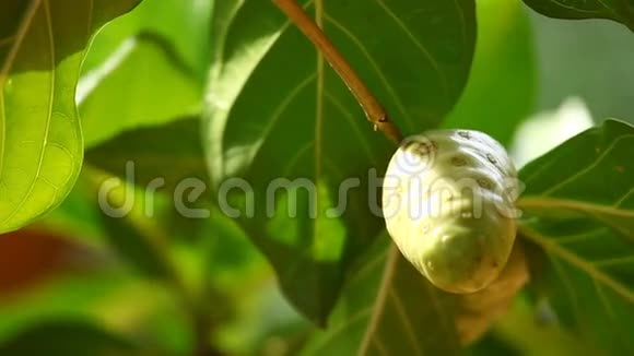 印度阿育吠陀药用水果树视频的预览图