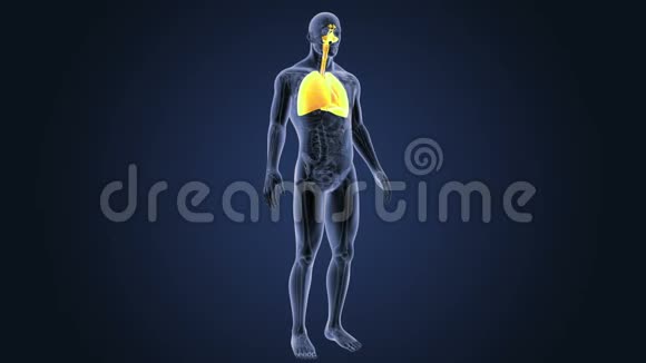 呼吸系统与心脏解剖视频的预览图