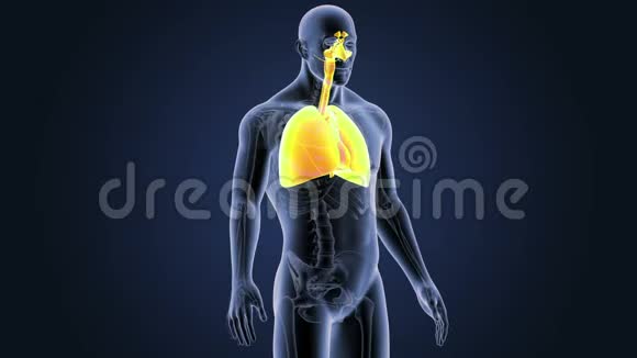 有骨架的呼吸系统和心脏视频的预览图