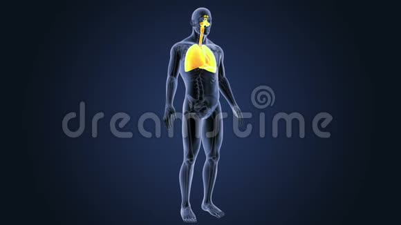 有骨架的呼吸系统和心脏视频的预览图