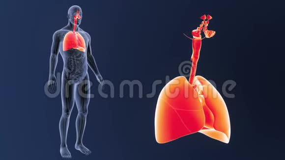 呼吸系统和心脏解剖放大视频的预览图
