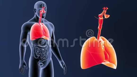 呼吸系统和心脏放大器官视频的预览图