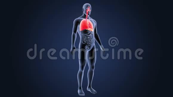 呼吸系统和心脏器官视频的预览图