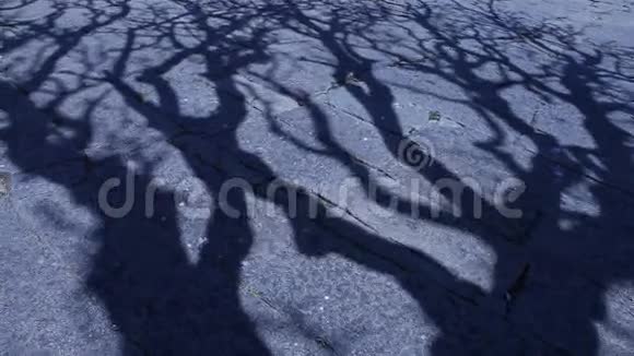 树影的恐怖效果镜头视频的预览图