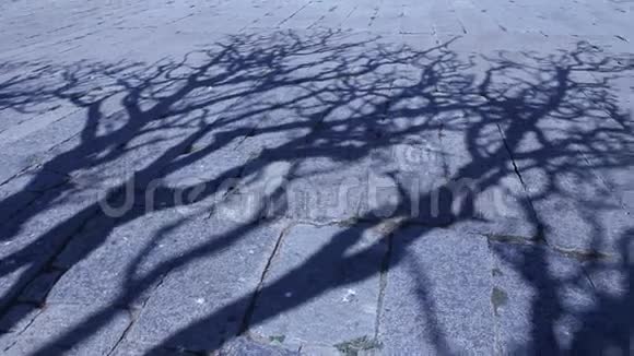 树影的恐怖效果镜头视频的预览图