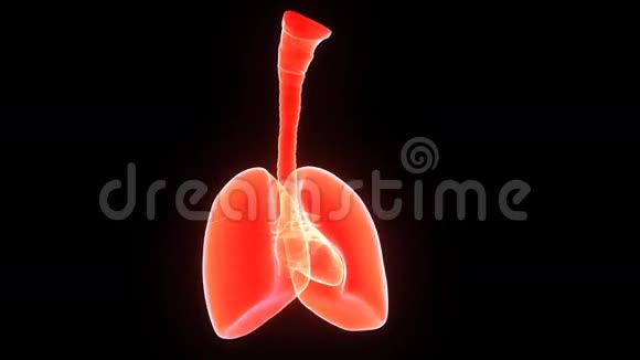 有心脏的人肺视频的预览图