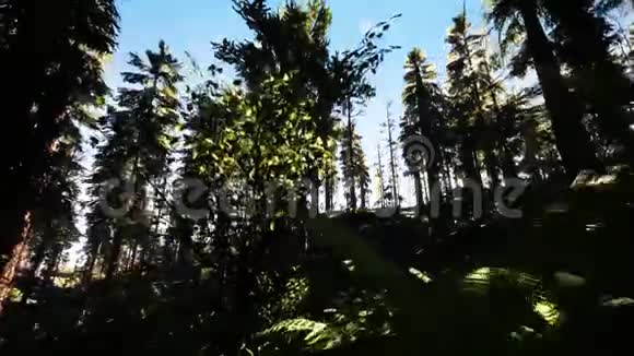 穿过美丽的阳光林树视频的预览图
