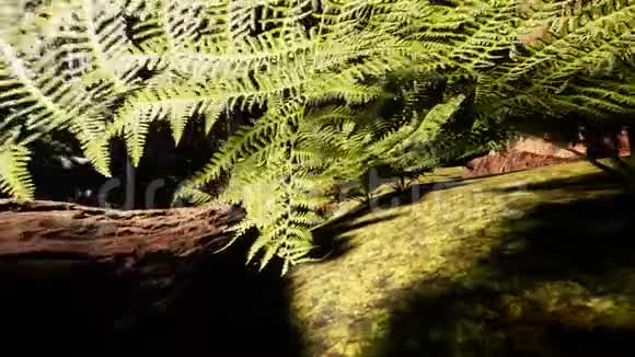 穿过美丽的阳光林树视频的预览图
