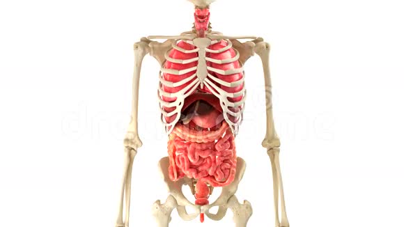 人体和内部器官循环旋转视频的预览图