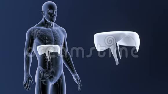 人体横膈膜变焦与骨骼身体视频的预览图