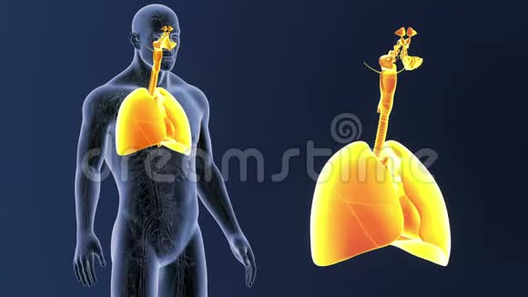 呼吸系统和心脏变焦循环系统视频的预览图