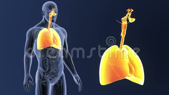 呼吸系统和心脏解剖放大视频的预览图