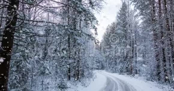 电影4k冬季森林降雪循环视频的预览图