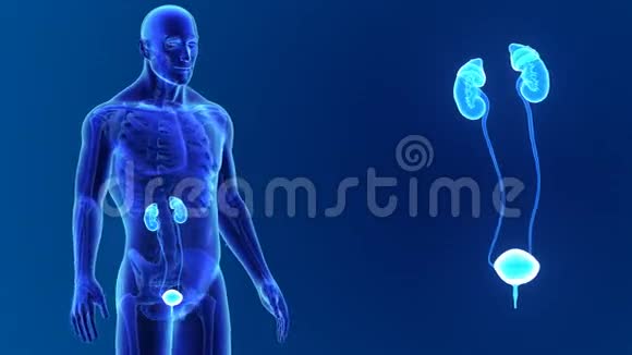 泌尿系统缩放与骨架视频的预览图