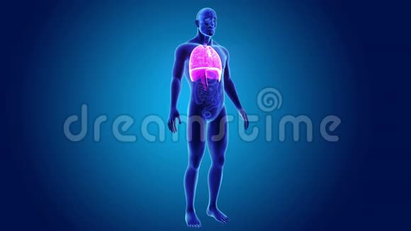 有器官的人的心脏肺和膈肌视频的预览图
