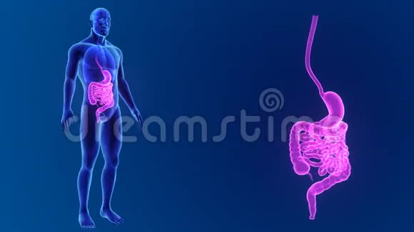 胃和肠与器官缩放视频的预览图