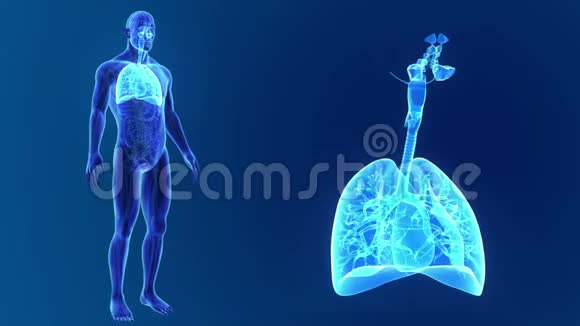 人的肺被器官和循环系统放大视频的预览图