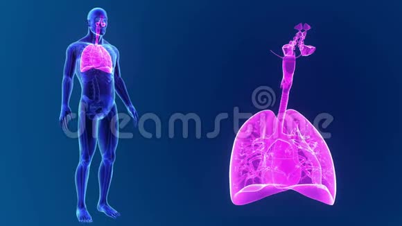人的肺与骨骼身体缩放视频的预览图