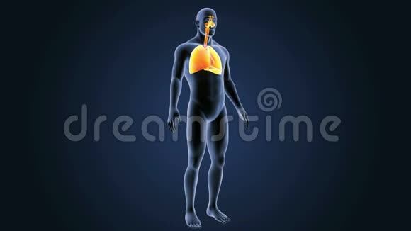 人体呼吸系统及心脏与身体视频的预览图