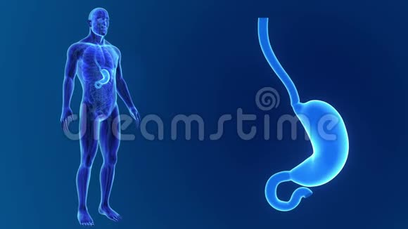 具有器官和循环系统的胃变焦视频的预览图
