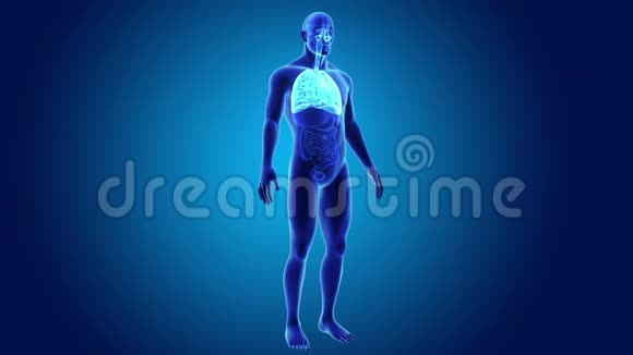人体呼吸系统和心脏器官视频的预览图
