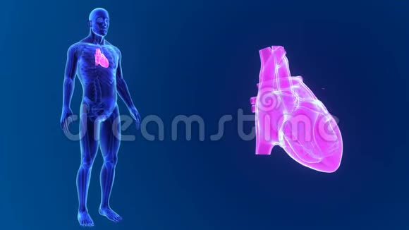 人的心脏放大与骨架体视频的预览图