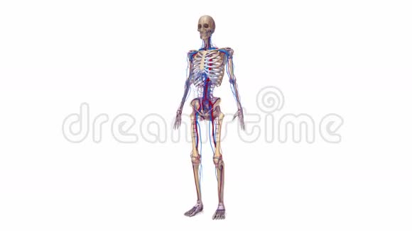 有韧带和血管的人体骨骼视频的预览图
