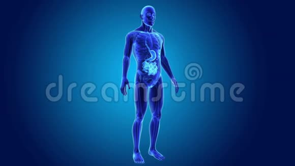 胃和小肠与骨骼肌视频的预览图