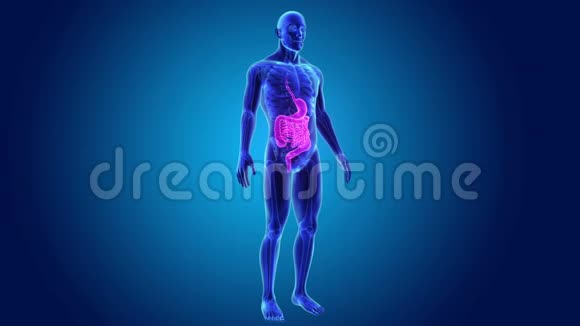 胃和肠与骨架体视频的预览图