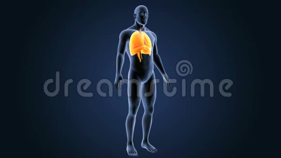 人体心脏肺和膈肌视频的预览图