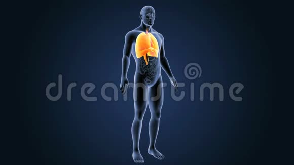 人体心脏肺和有器官的隔膜视频的预览图