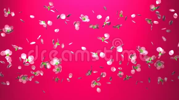 粉红色背景上的樱桃花视频的预览图