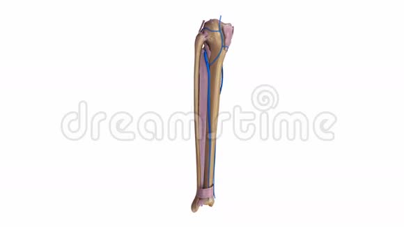 带韧带和静脉的纤维和胫骨视频的预览图