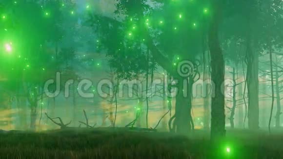 神奇的森林在雾蒙蒙的夜晚4K视频的预览图