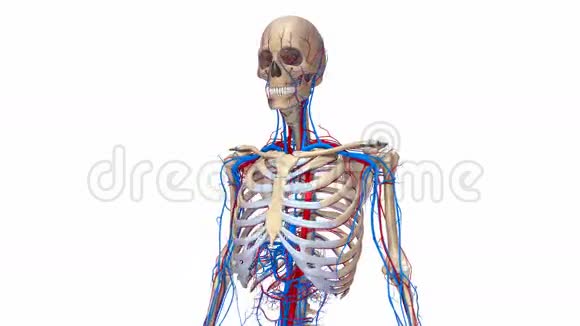有血管的人体骨骼视频的预览图