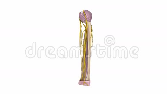 带韧带和神经的桡骨和尺骨视频的预览图