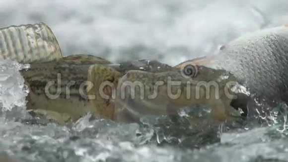 冬天在河冰上钓鱼视频的预览图