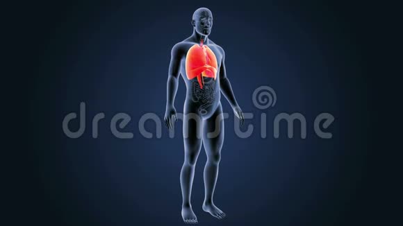 人体心脏肺和有器官的隔膜视频的预览图