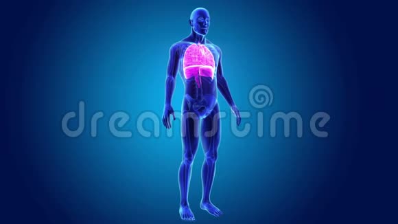 人体心脏肺和膈肌放大与骨骼视频的预览图