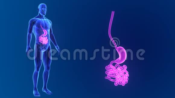 用器官和循环系统放大胃和小肠视频的预览图