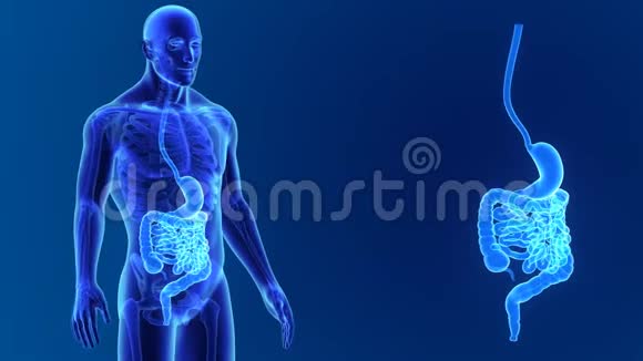 胃和肠与骨骼缩放视频的预览图