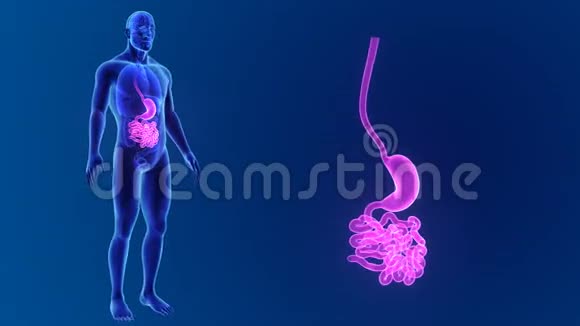 胃和小肠与器官的关系视频的预览图