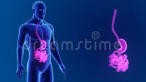胃和小肠与身体缩放视频的预览图