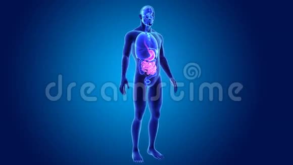 有器官的胃和小肠视频的预览图