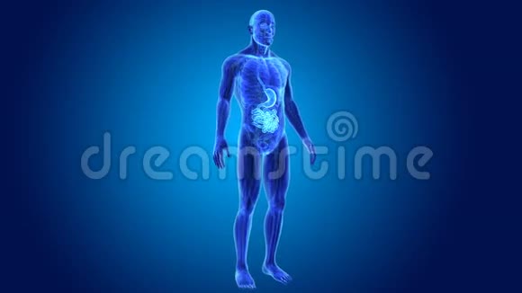胃和小肠的解剖视频的预览图