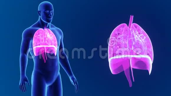 心脏肺和膈肌放大视频的预览图