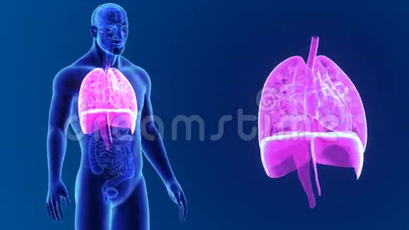 心脏肺和隔膜放大器官视频的预览图