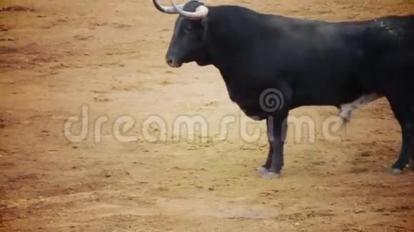 西班牙斗牛图片黑牛视频的预览图